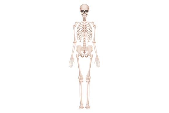 Download Human Bone Structure. Skeleton Anatomy F - Man Collection