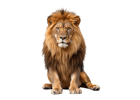 Download A Lion with a Mane 3d Animated Cartoon - Man Collection